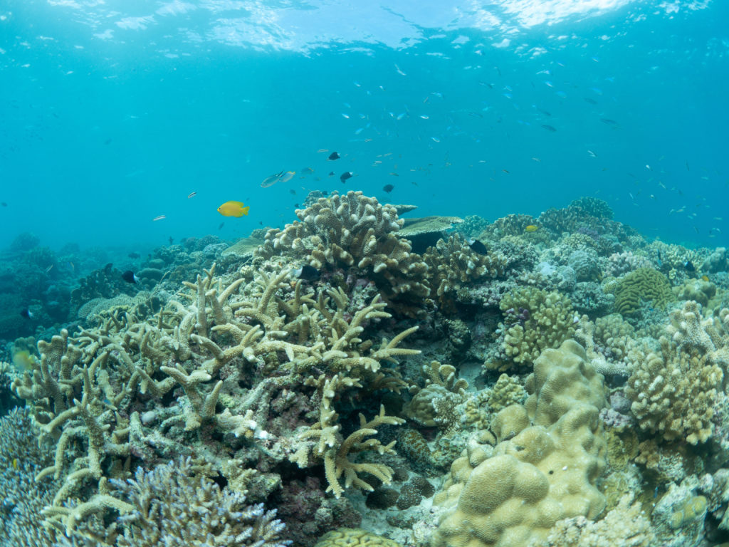 水納島 ファンダイビング