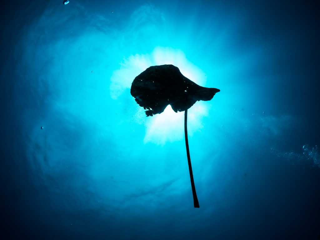 水納島 ファンダイビング