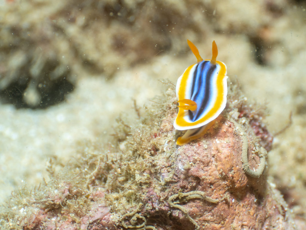 砂辺　シライトウミウシ