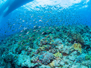 沖縄 ダイビングライセンス