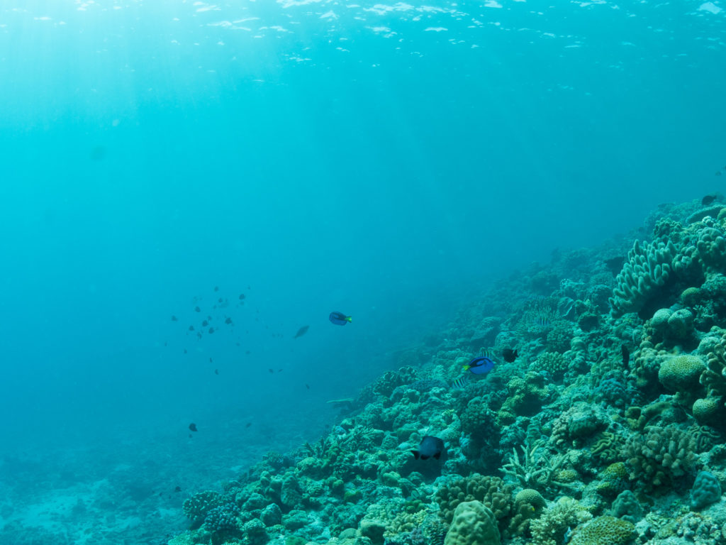 水納島　体験ダイビング