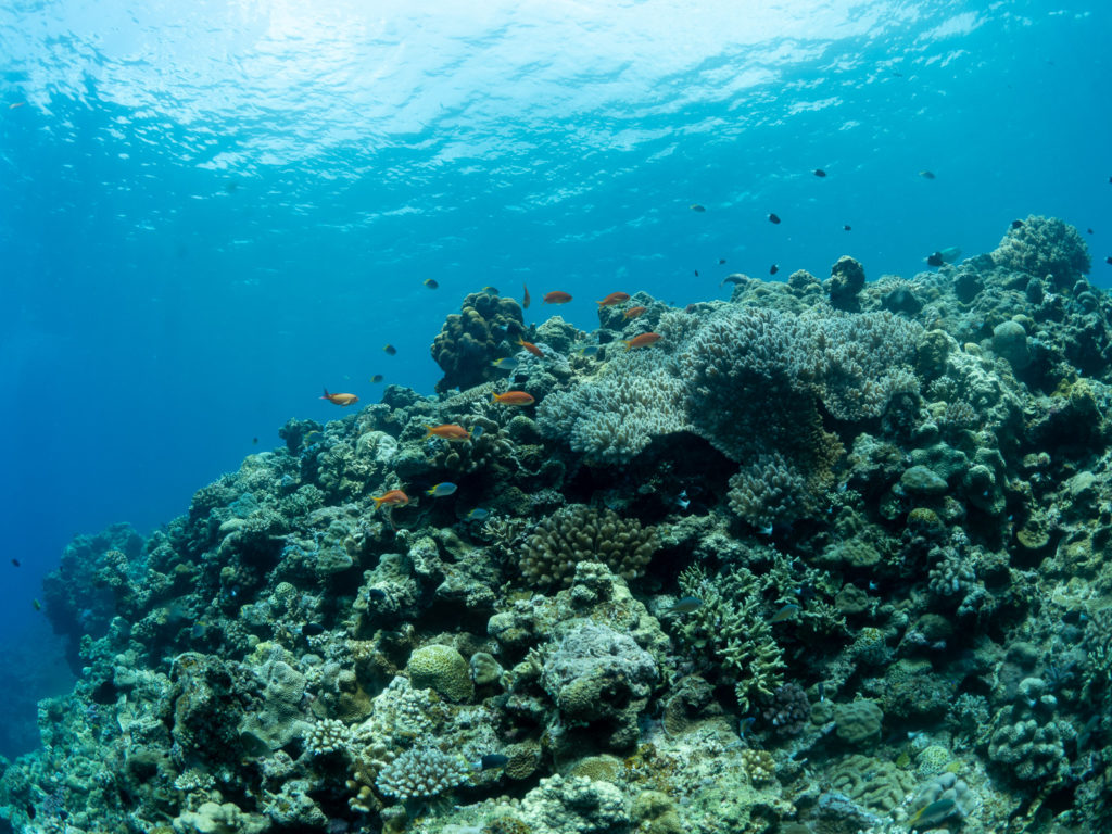 水納島　体験ダイビング