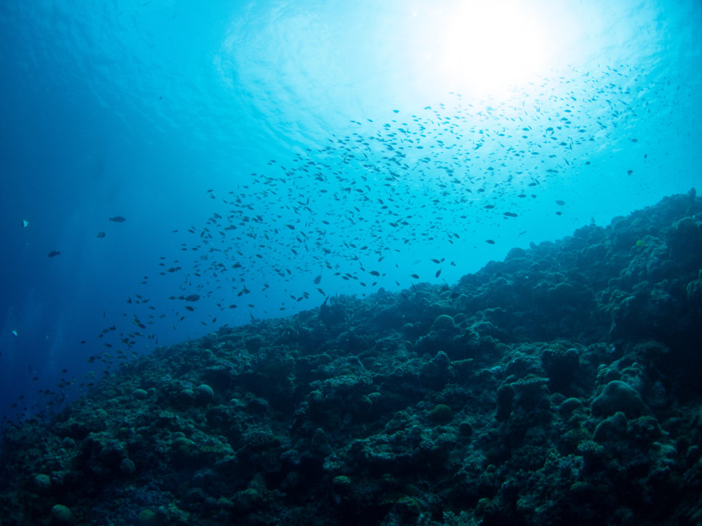 万座 ファンダイビング