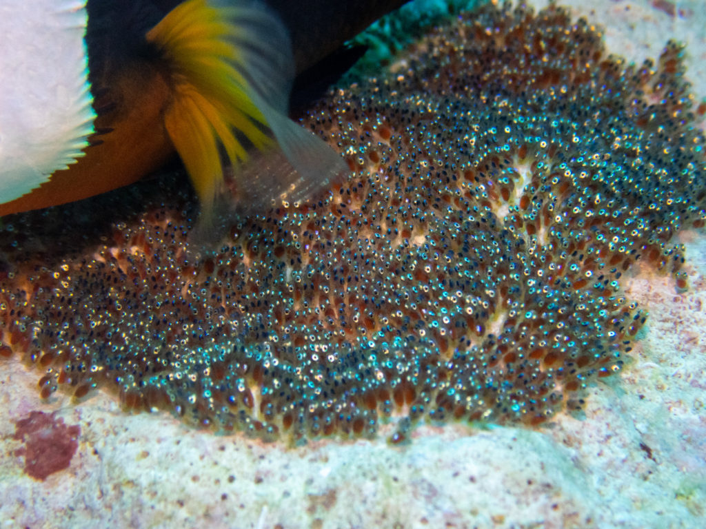 万座 ファンダイビング