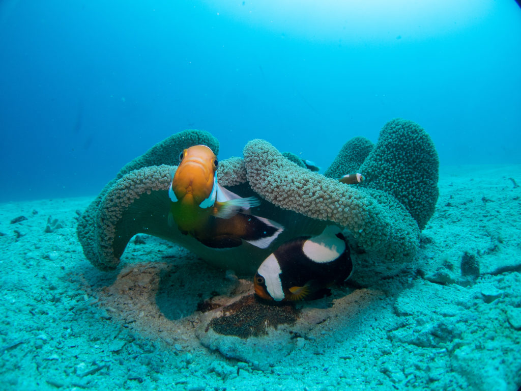 万座 ファンダイビング