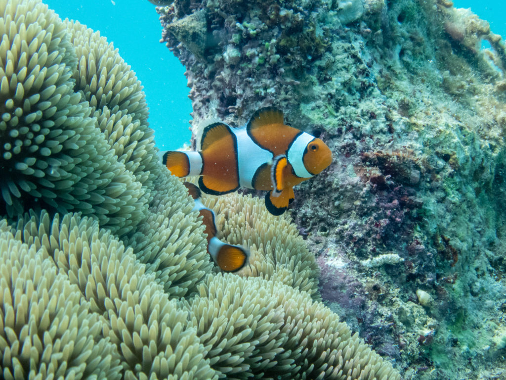 万座 ファンダイビング