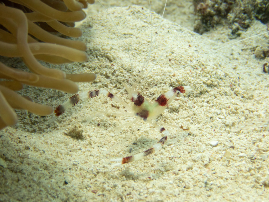 万座 ファンダイビング