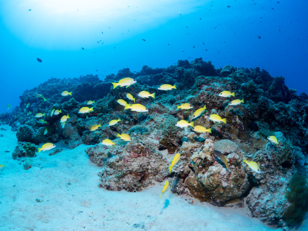 慶良間　ファンダイビング