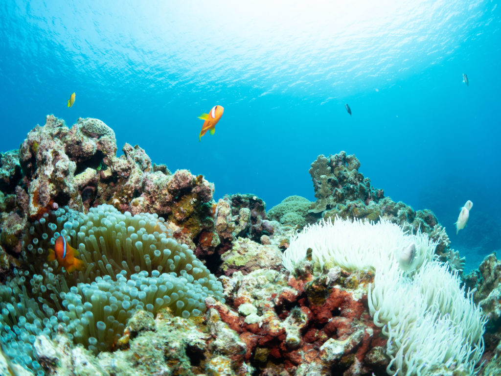 慶良間　ファンダイビング