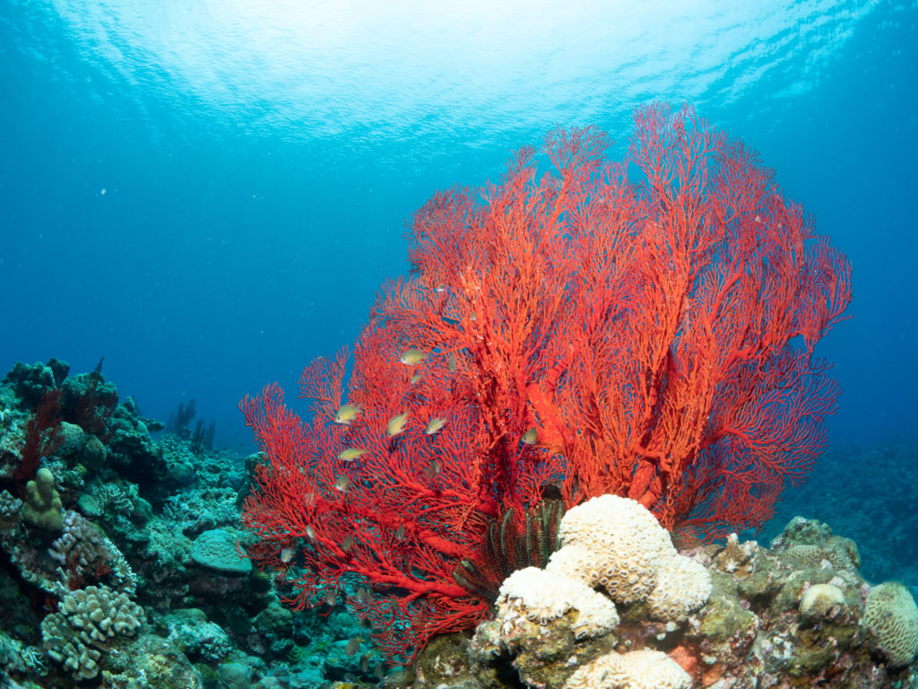 慶良間　ファンダイビング