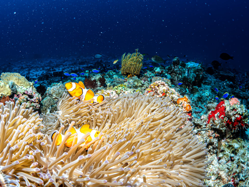 慶良間　ファンダイビング