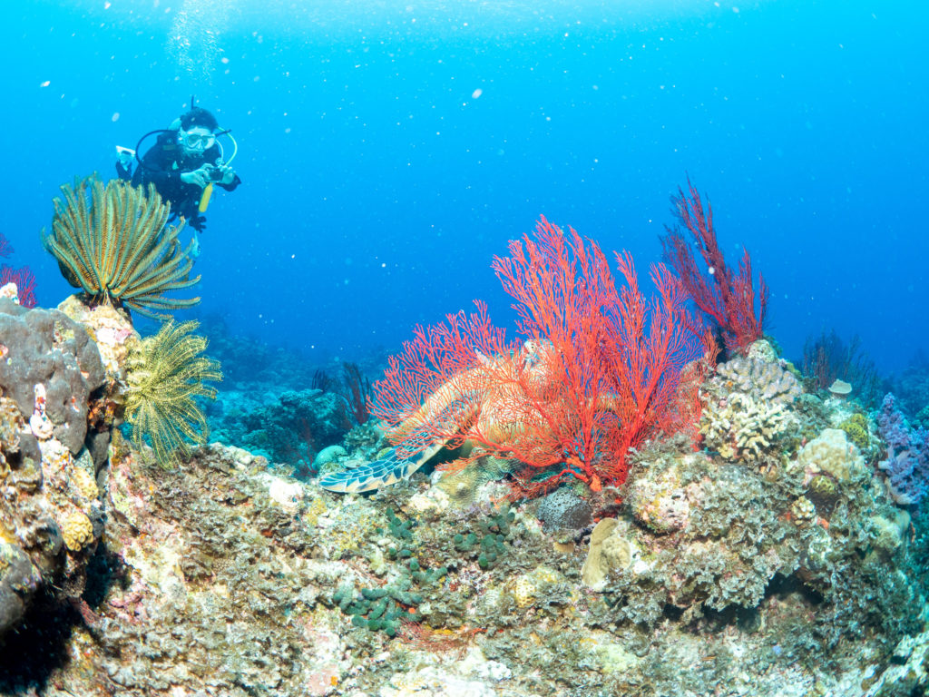 慶良間　ファンダイビング