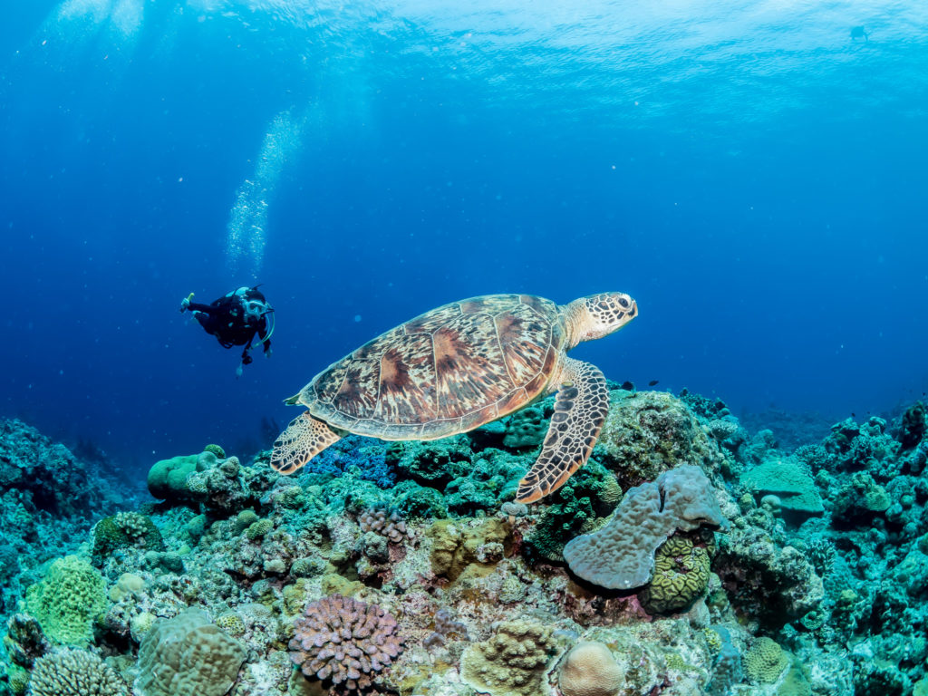 慶良間　ファンダイビング