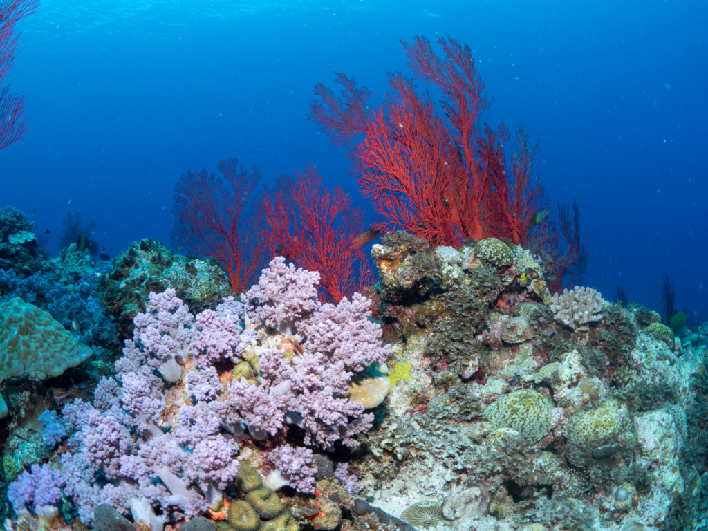 慶良間　ファンダイビング