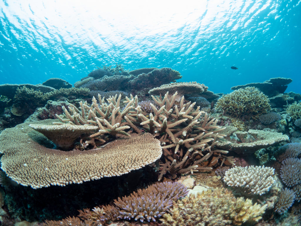 慶良間　体験ダイビング