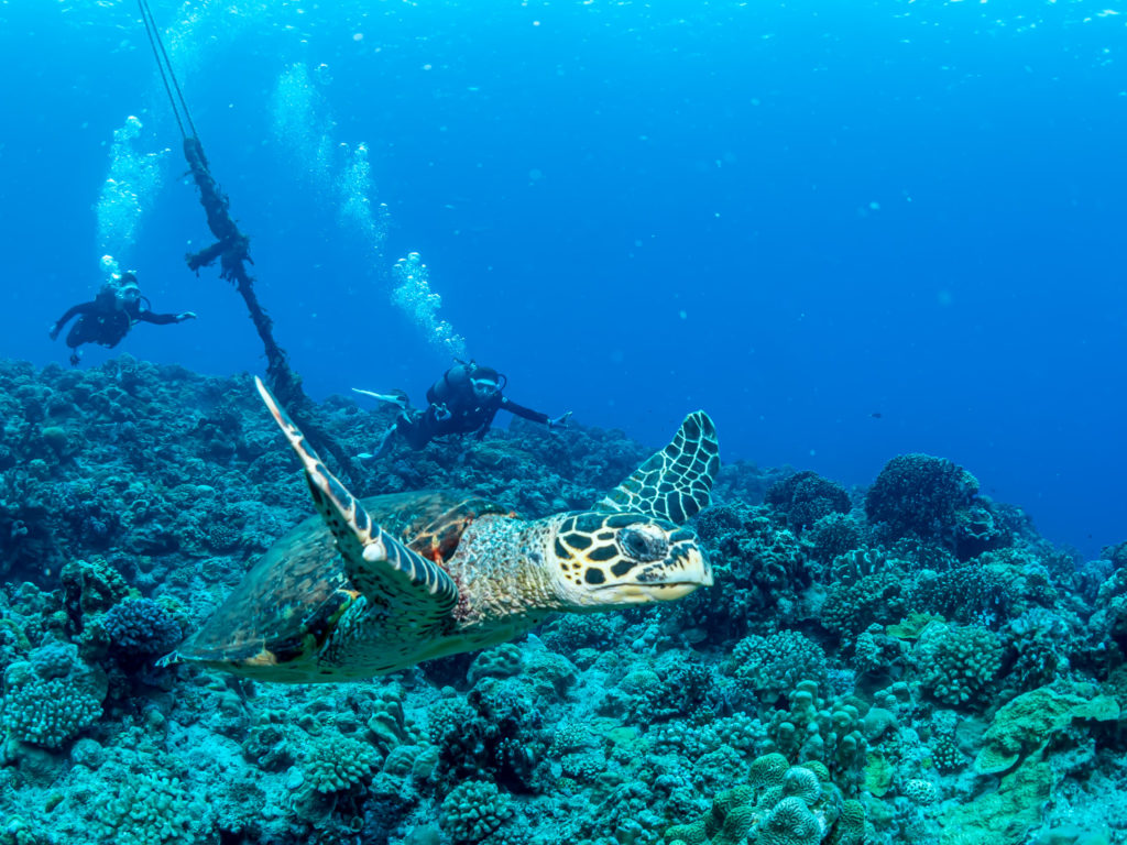 慶良間　体験ダイビング