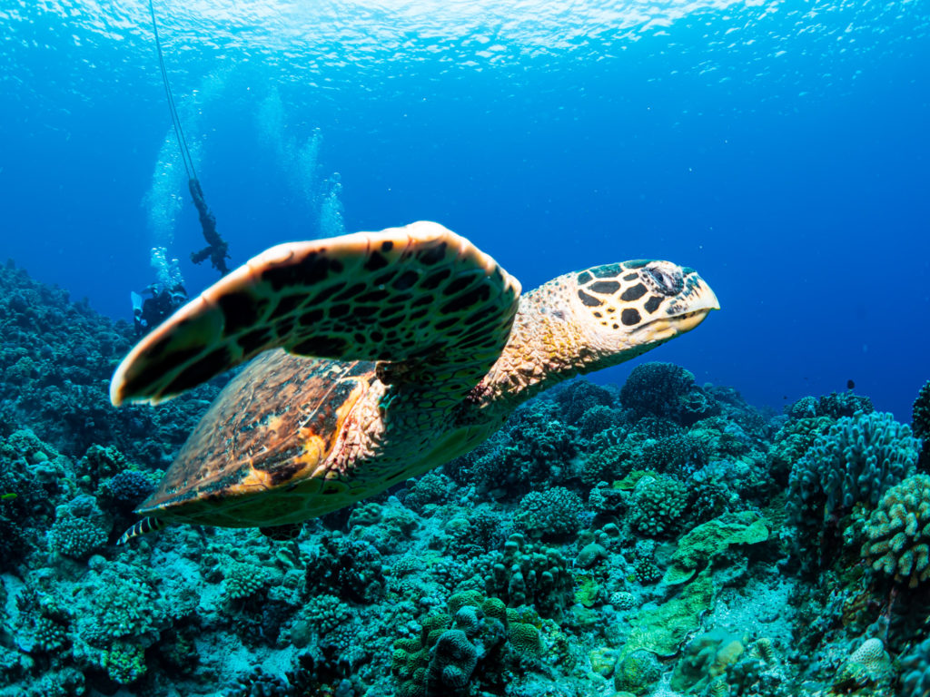 慶良間　体験ダイビング