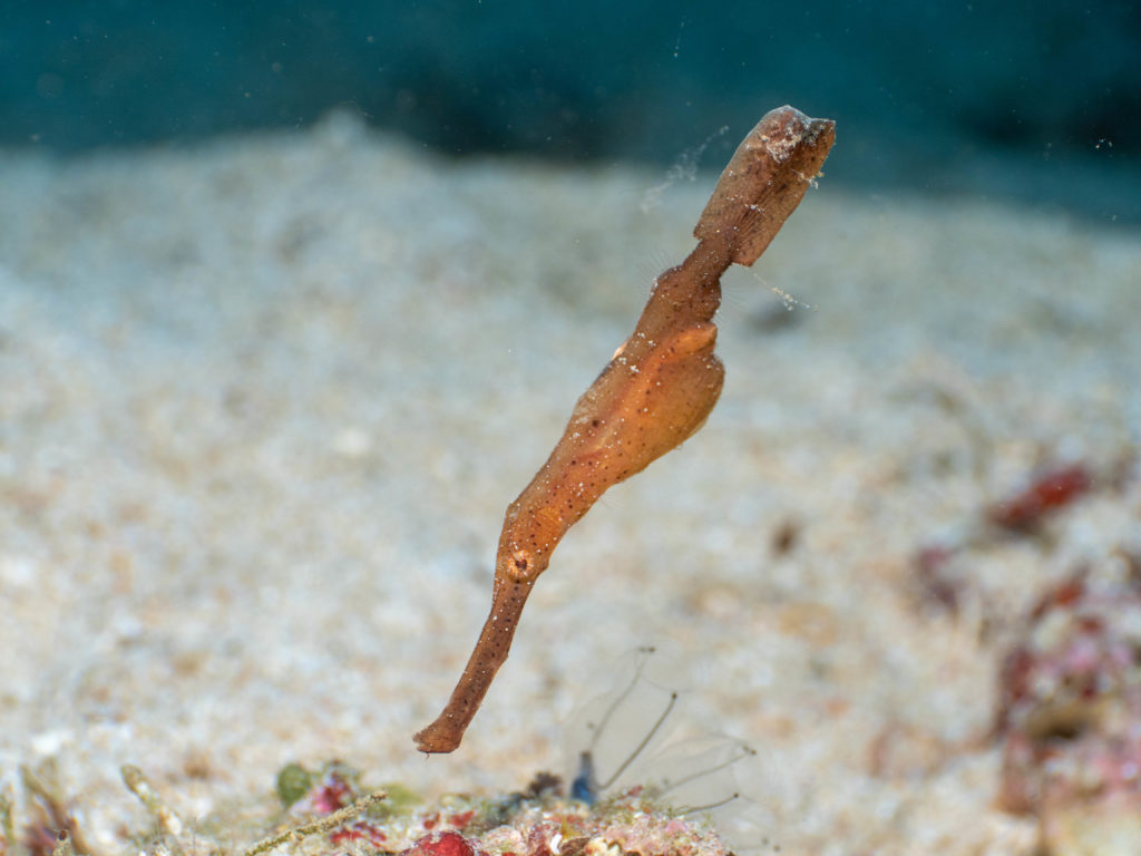 恩納村 真栄田岬