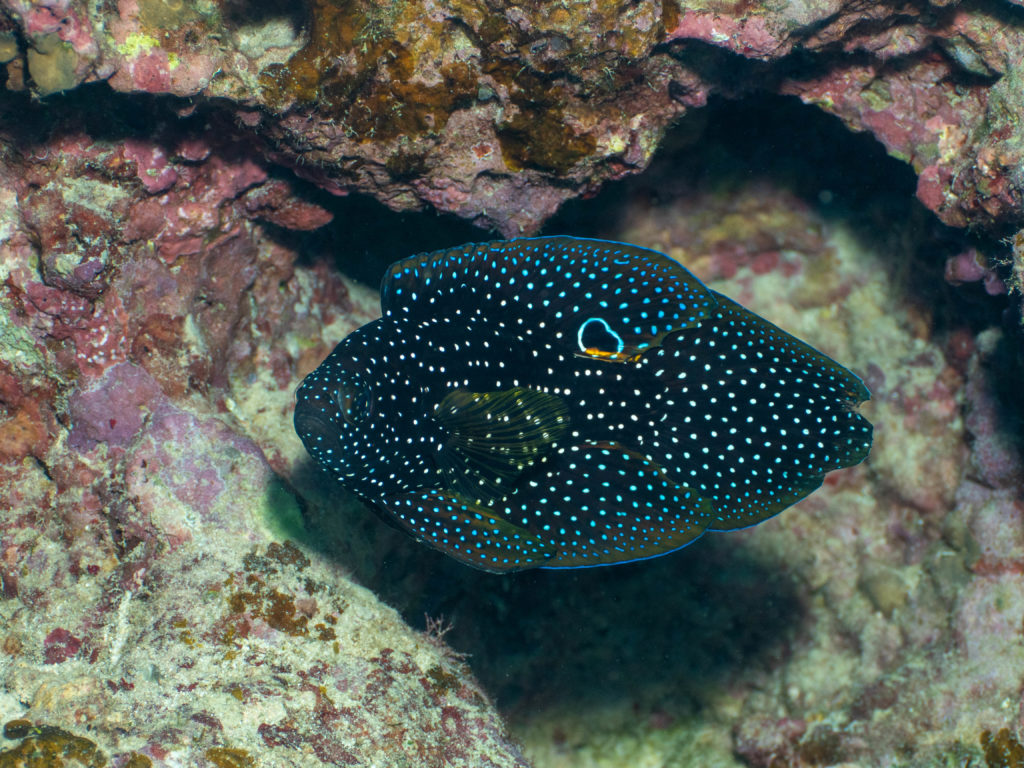 恩納村 真栄田岬