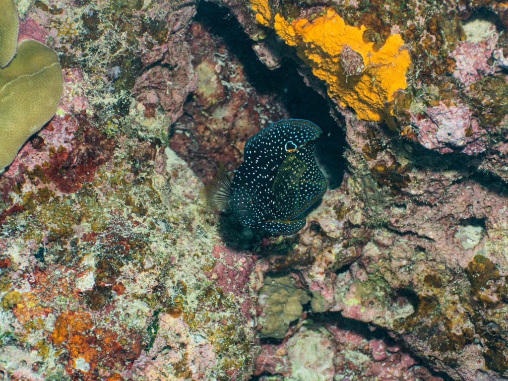 恩納村 真栄田岬