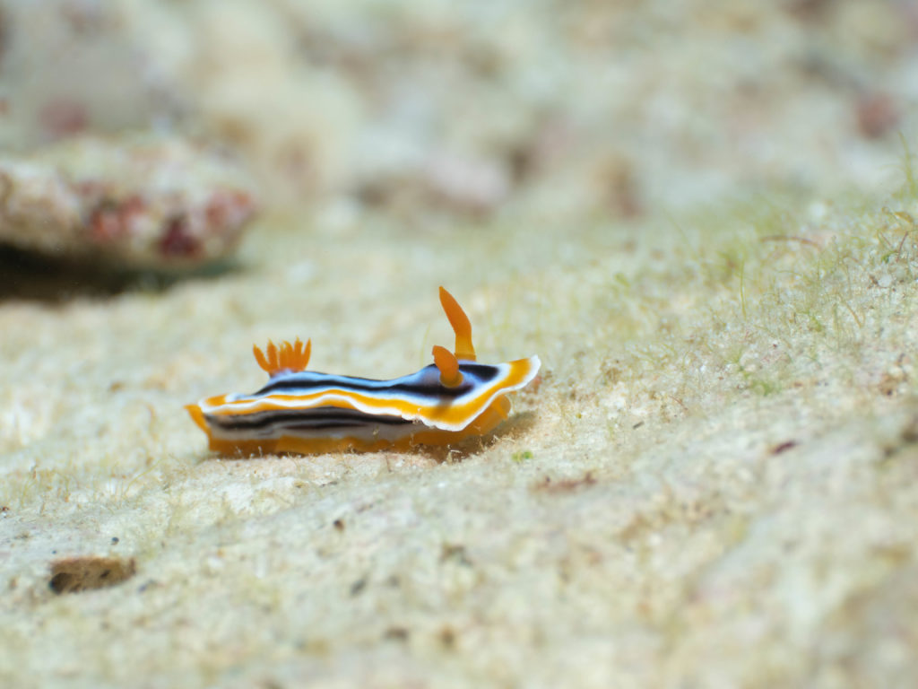 恩納村 真栄田岬