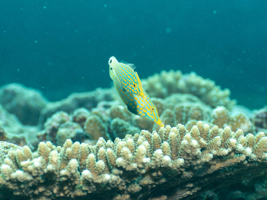 恩納村 真栄田岬