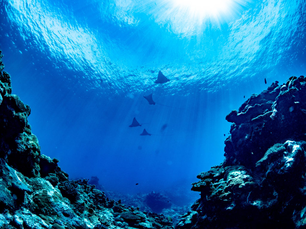 沖縄 ファンダイビング