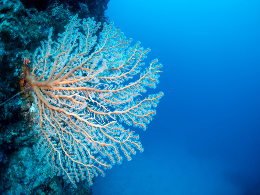 恩納村 ファンダイビング