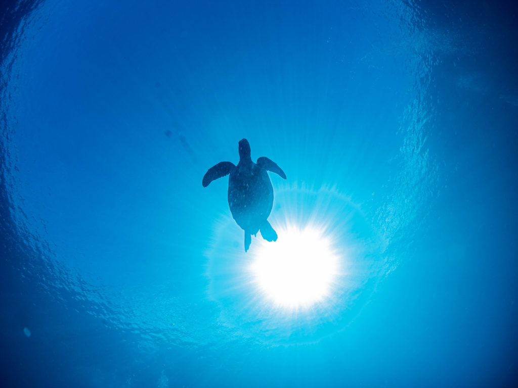恩納村 ファンダイビング