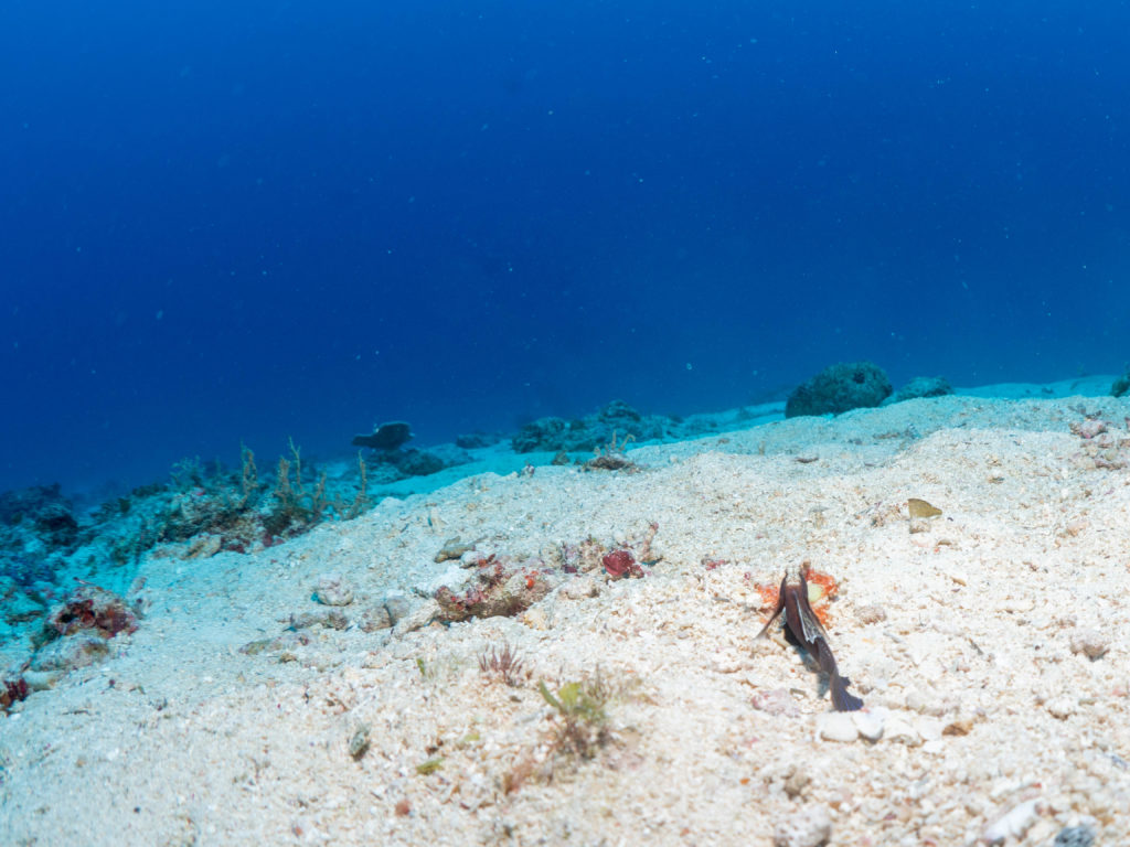 恩納村 ファンダイビング