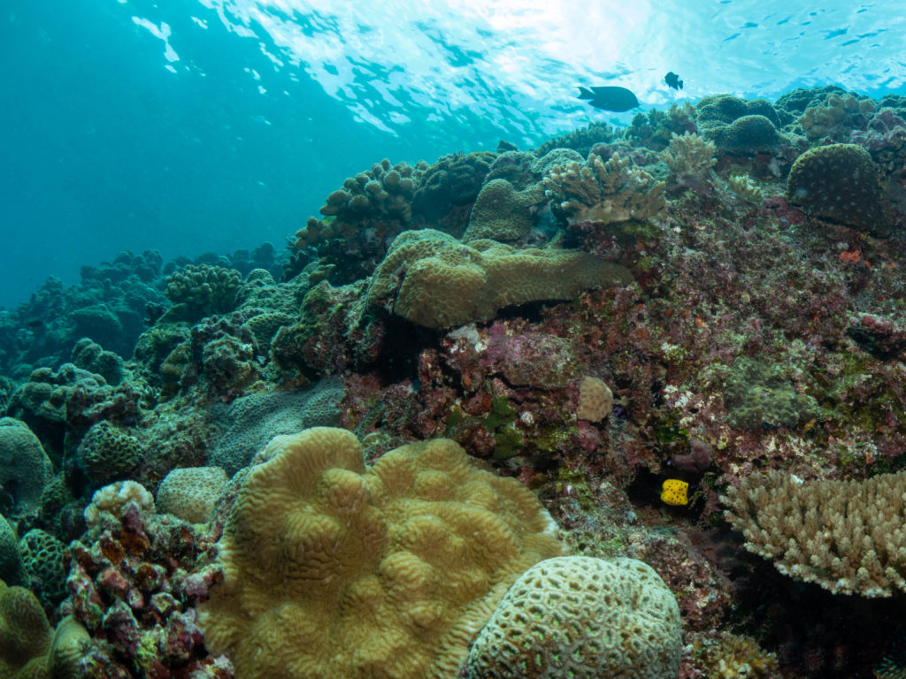 恩納村 ファンダイビング