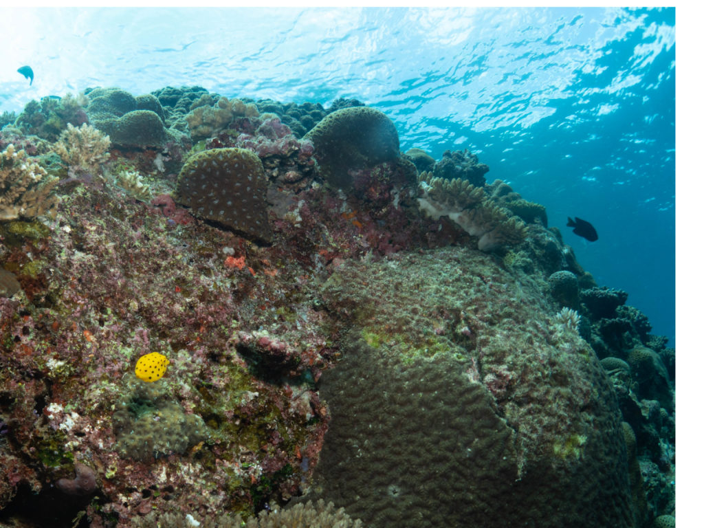 恩納村 ファンダイビング