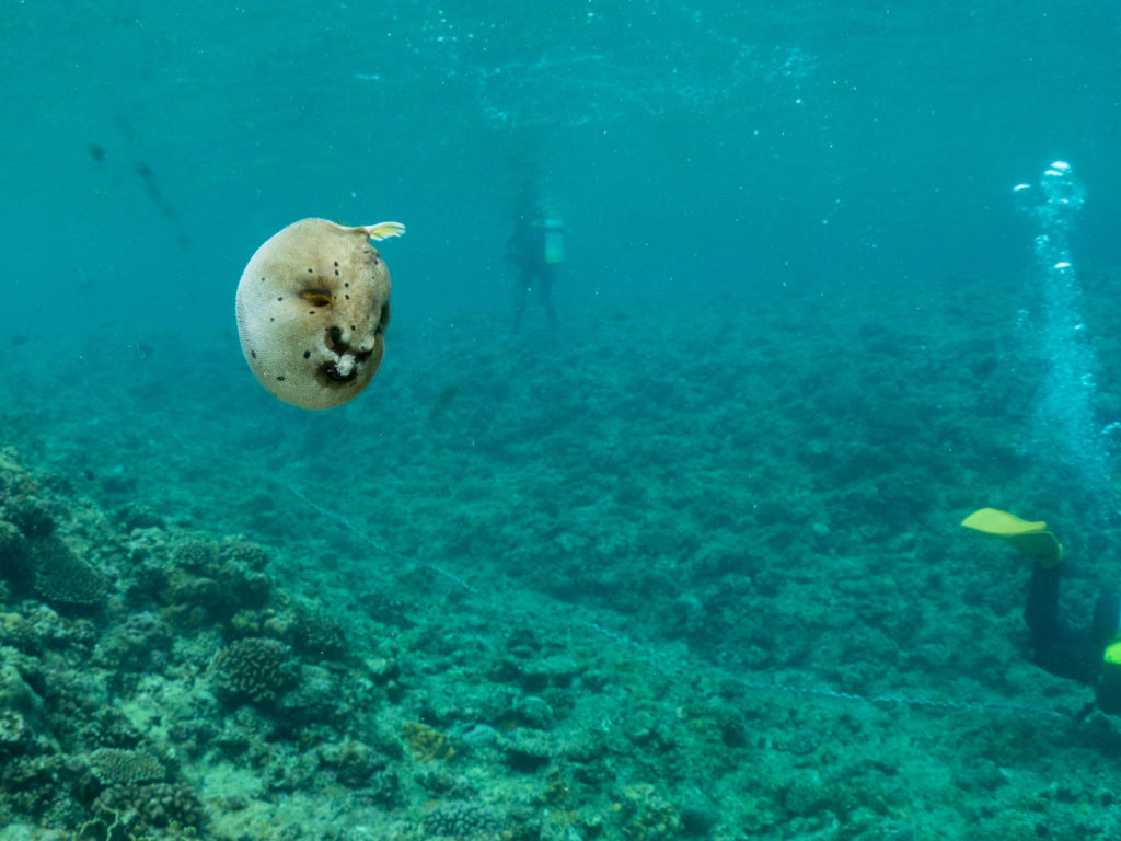 恩納村 ファンダイビング