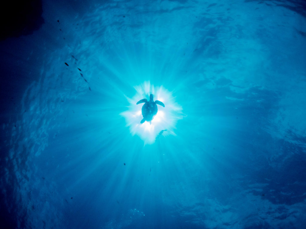 辺戸岬 ファンダイビング