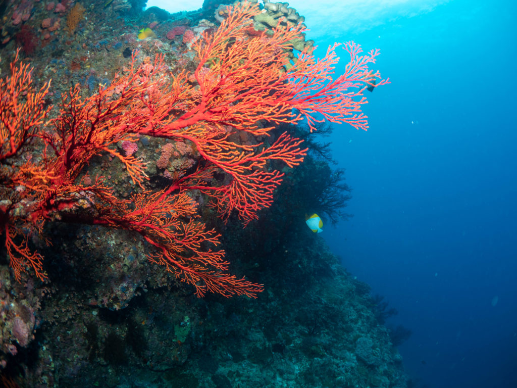 辺戸岬 ファンダイビング