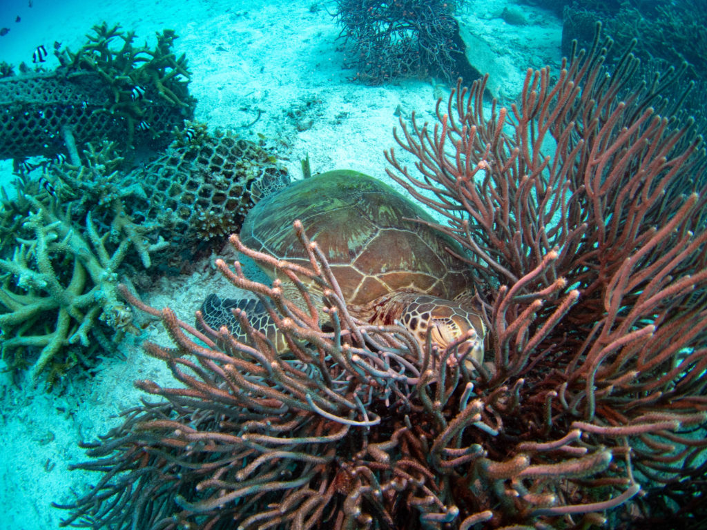 うちなんちゅ 体験ダイビング
