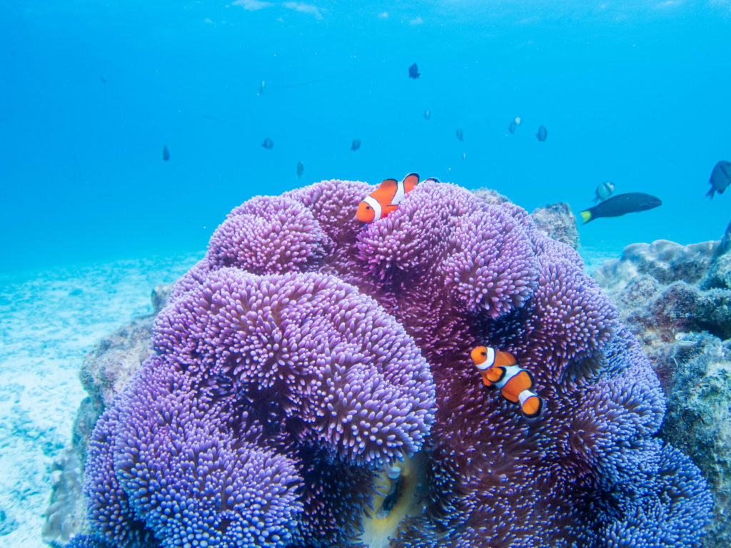 うちなんちゅ 体験ダイビング