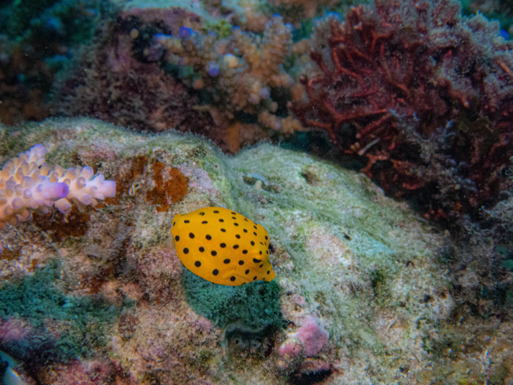 うちなんちゅ 体験ダイビング