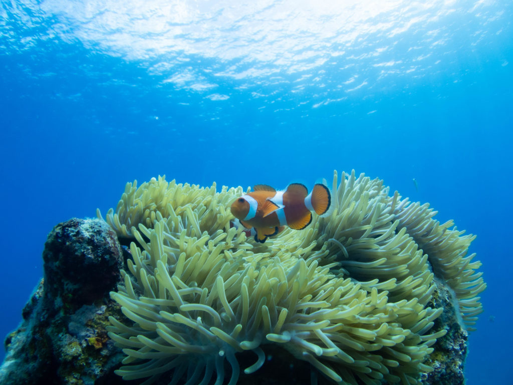 慶良間　ダイビングライセンス講習