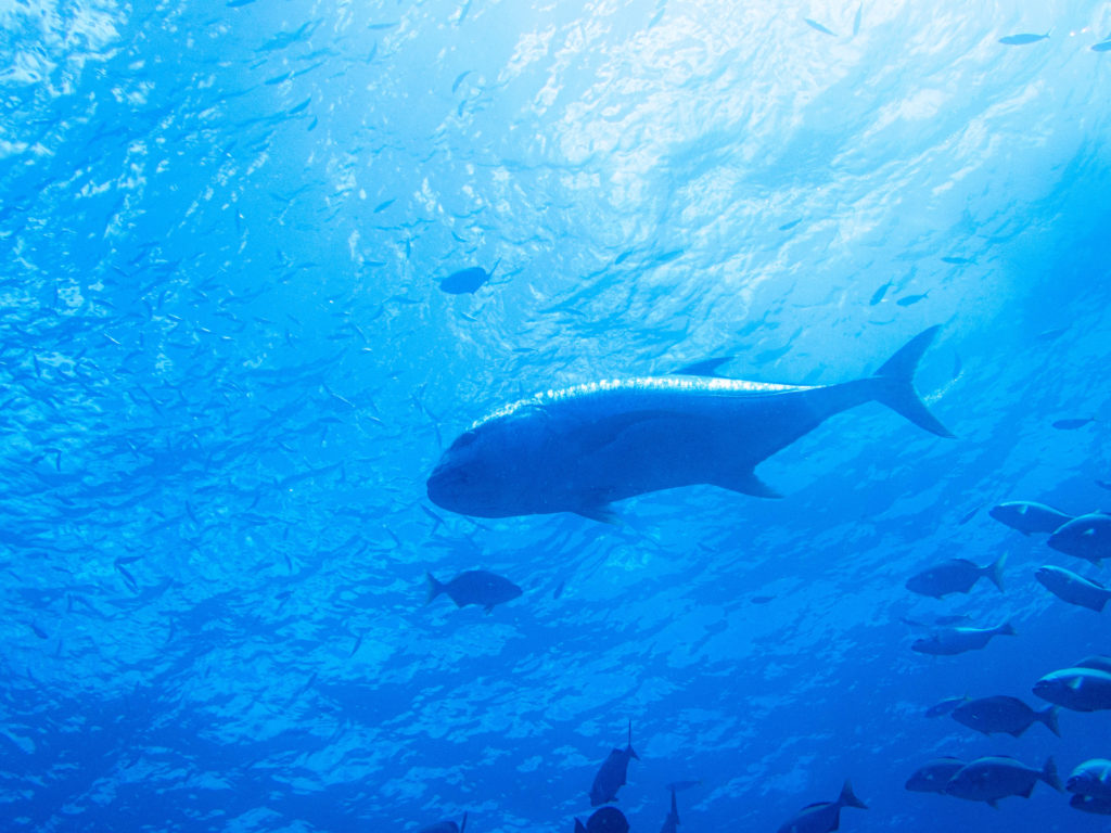 慶良間　ダイビングライセンス講習