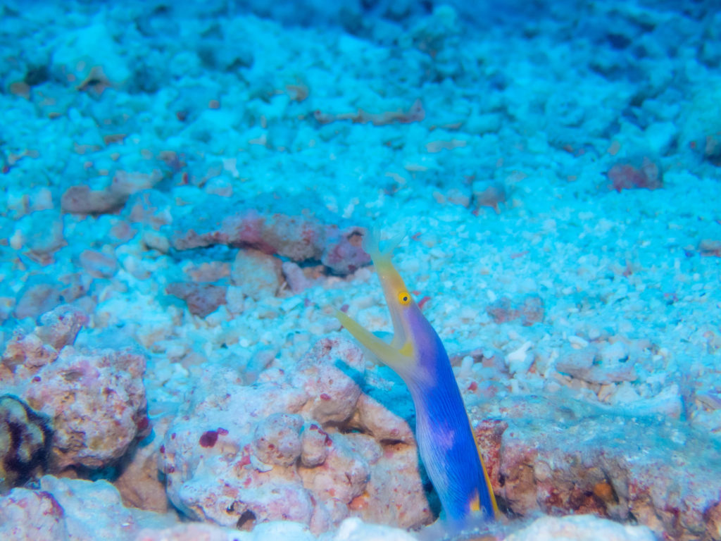 慶良間　ダイビングライセンス講習