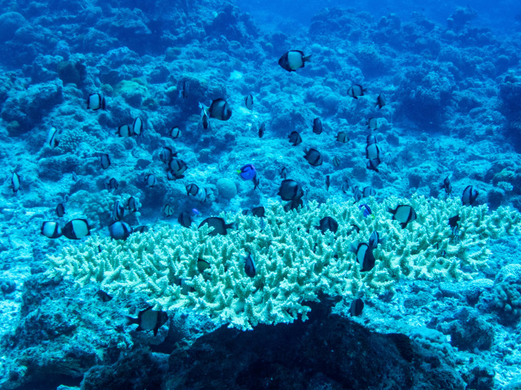 慶良間 アドバンス講習