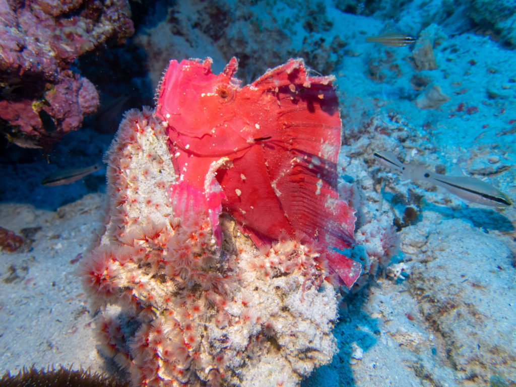 慶良間 アドバンス講習