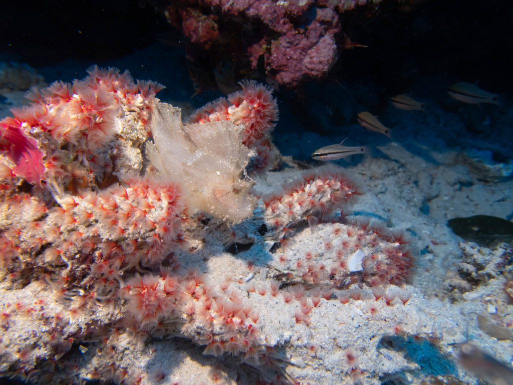 慶良間 アドバンス講習