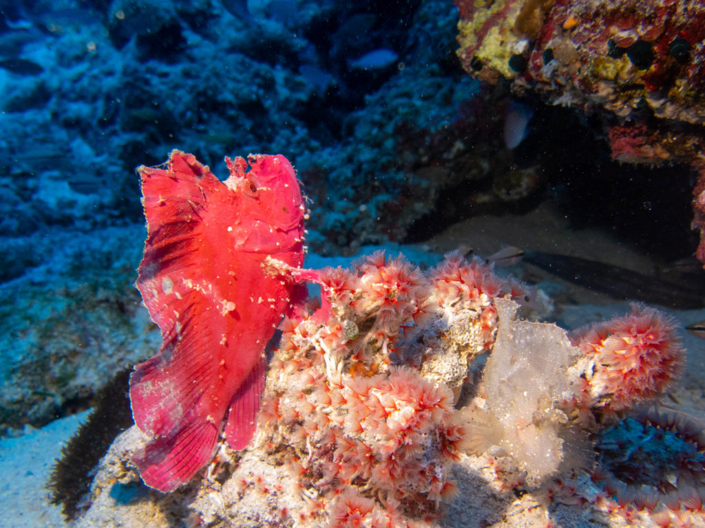 慶良間 アドバンス講習