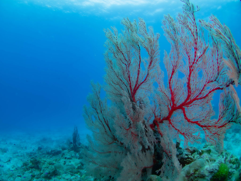 慶良間 アドバンス講習