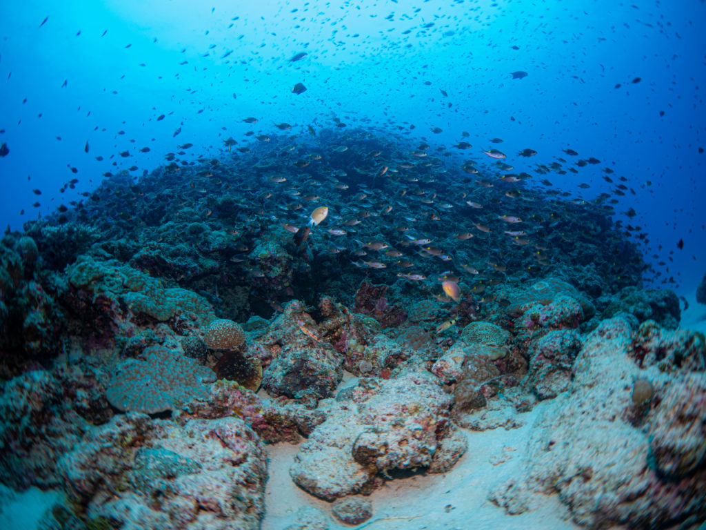 到着日 ファンダイビング