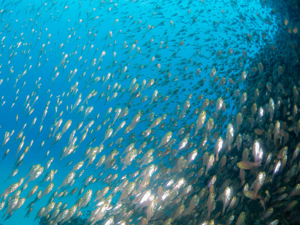 到着日 ファンダイビング