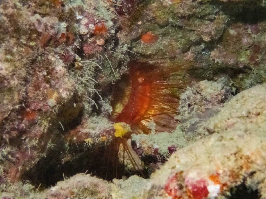 到着日 ファンダイビング