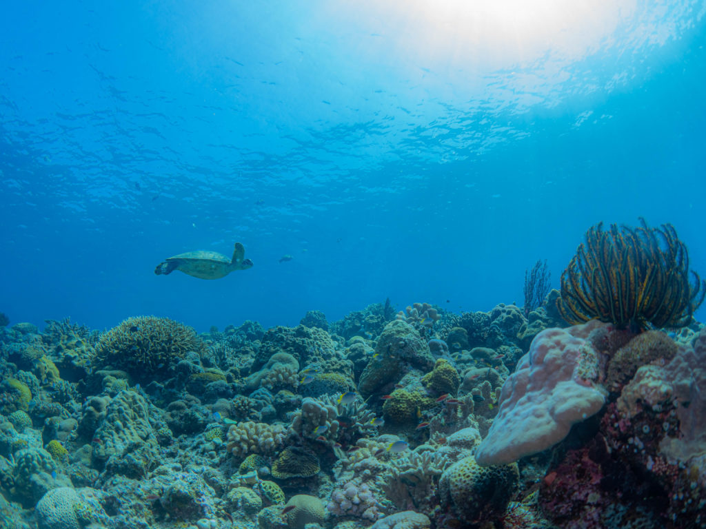 慶良間　ファンダイビング